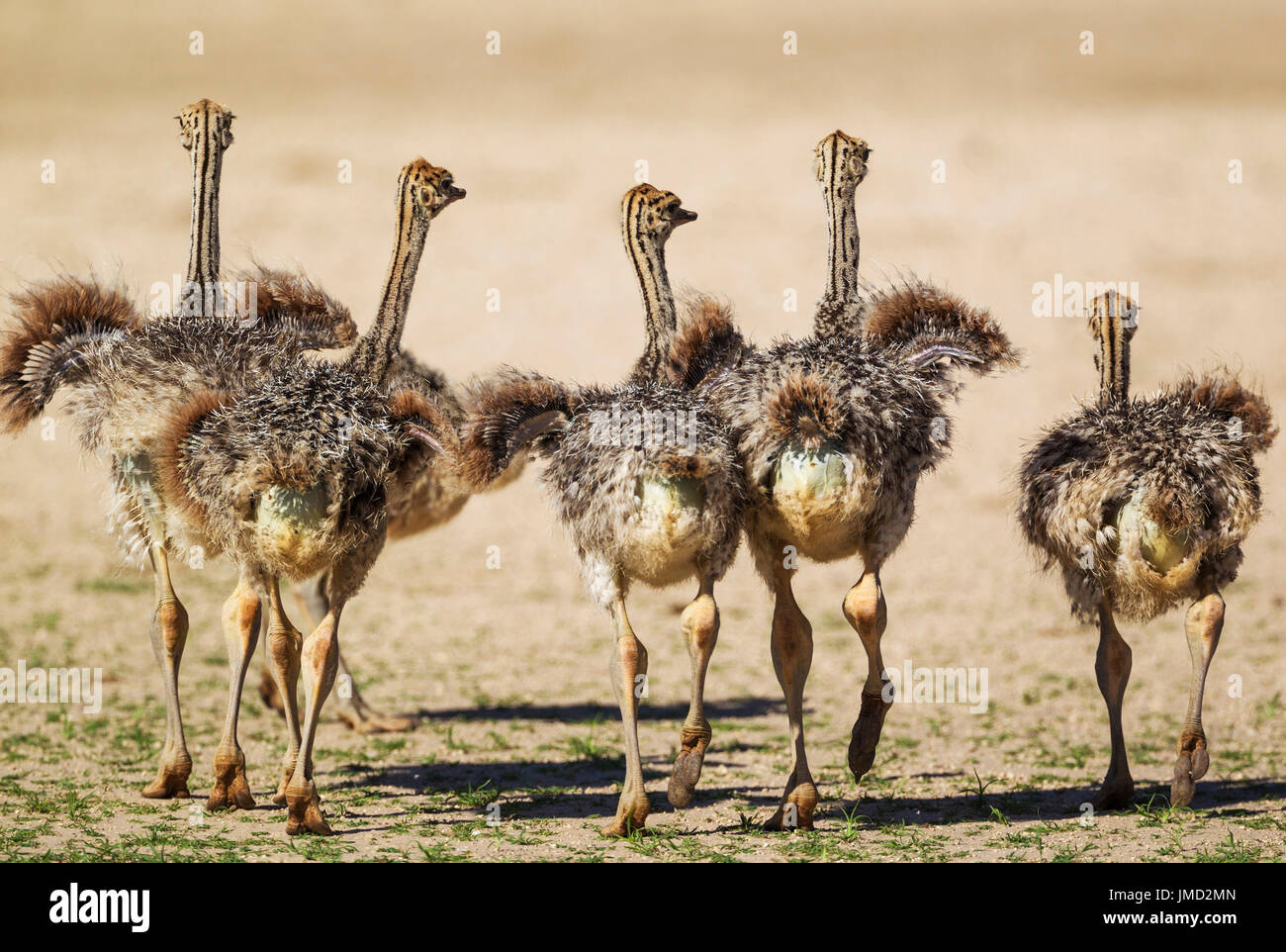 (Struzzo Struthio camelus) cinque pulcini testare le loro ali Foto Stock