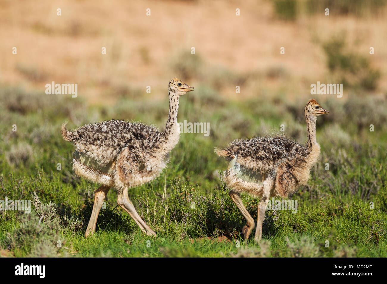 (Struzzo Struthio camelus) Pulcino, due passeggiate in una riga Foto Stock