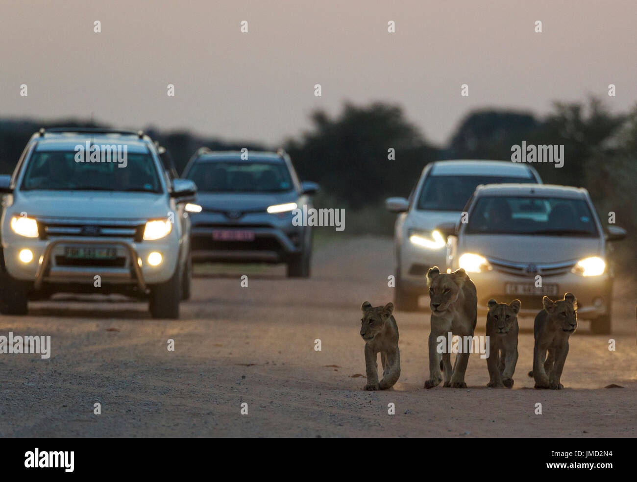 Leone africano ( Panthera leo) femmina con tre cuccioli a camminare sulla strada all'alba. Le vetture dietro solo a sinistra un accampamento per la mattina game drive Foto Stock