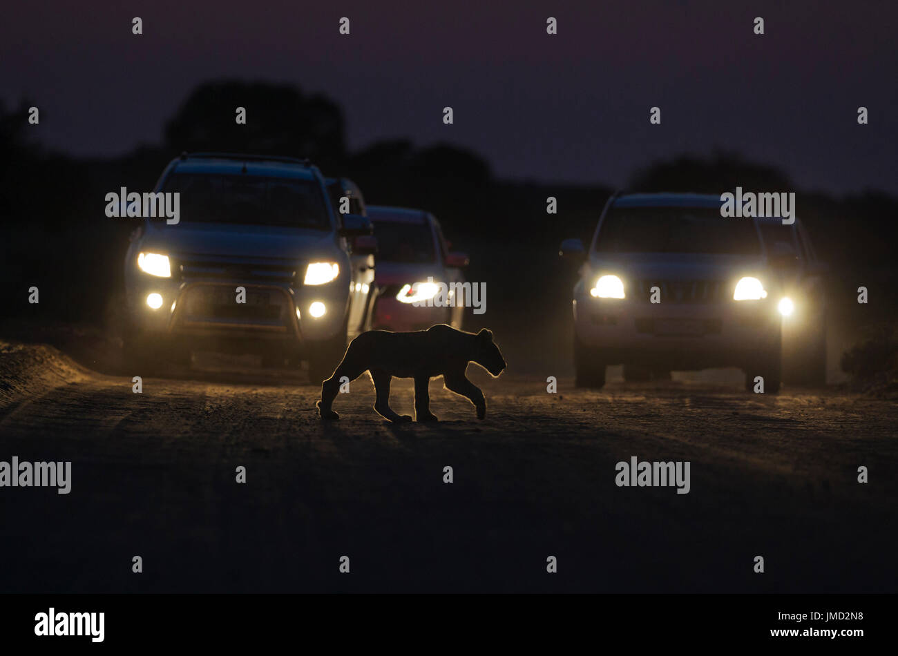 Leone africano ( Panthera leo) un cub attraversa una strada all'alba. Le vetture dietro solo a sinistra un accampamento per la mattina game drive Foto Stock