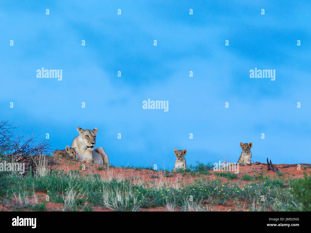 Lion (Panthera leo) femmina con tre cuccioli su un erba-cresciute duna di sabbia all'alba. Durante la stagione delle piogge con erba verde e giallo Devil's Thorn (Tribulus zeyheri) Fiori Foto Stock
