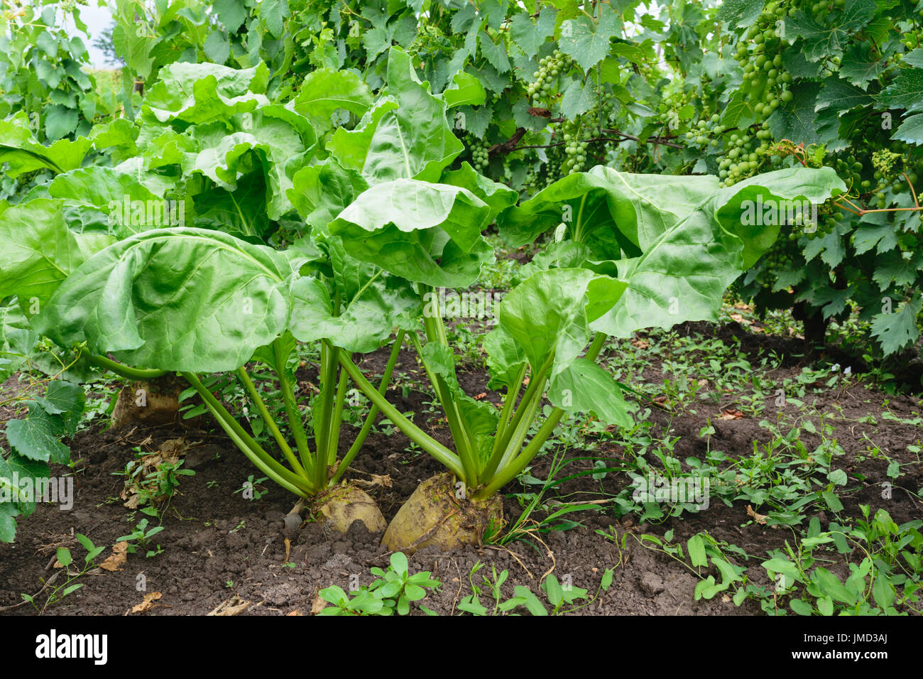 Unharvested organico barbabietola (Beta vulgaris) nel terreno. Lo zucchero bianco di barbabietola Foto Stock
