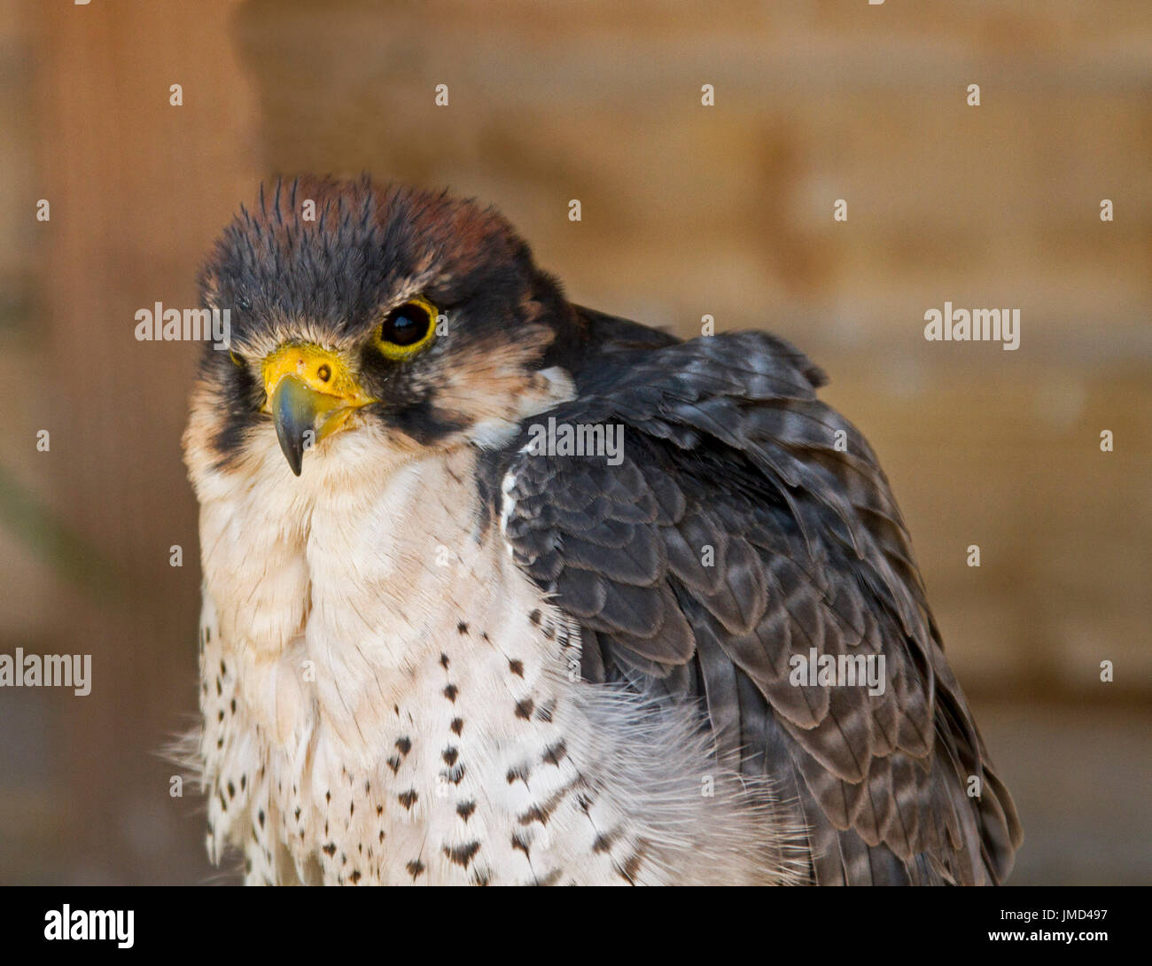 Falco pellegrino, Falco peregrinus, a Muncaster Castle, Inghilterra Foto Stock