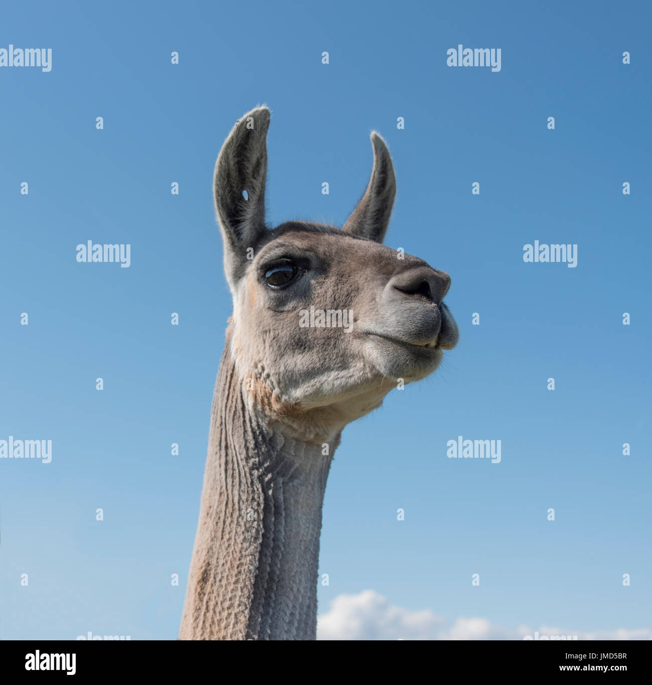 Basso angolo di visualizzazione di un Llama Foto Stock