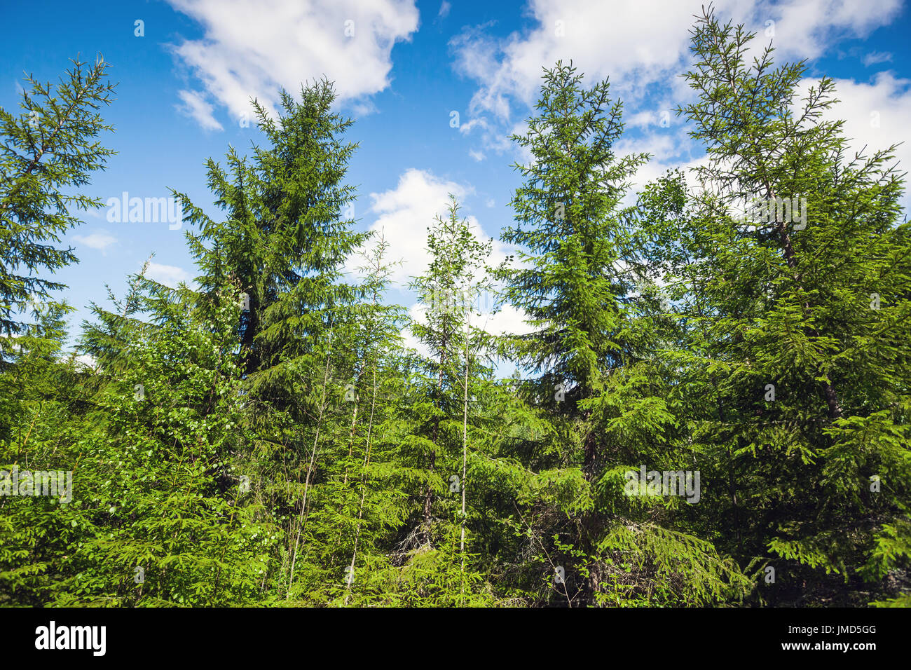 Abete rosso su blu brillante sullo sfondo del cielo. Di conifere foresta europea nella giornata di sole Foto Stock