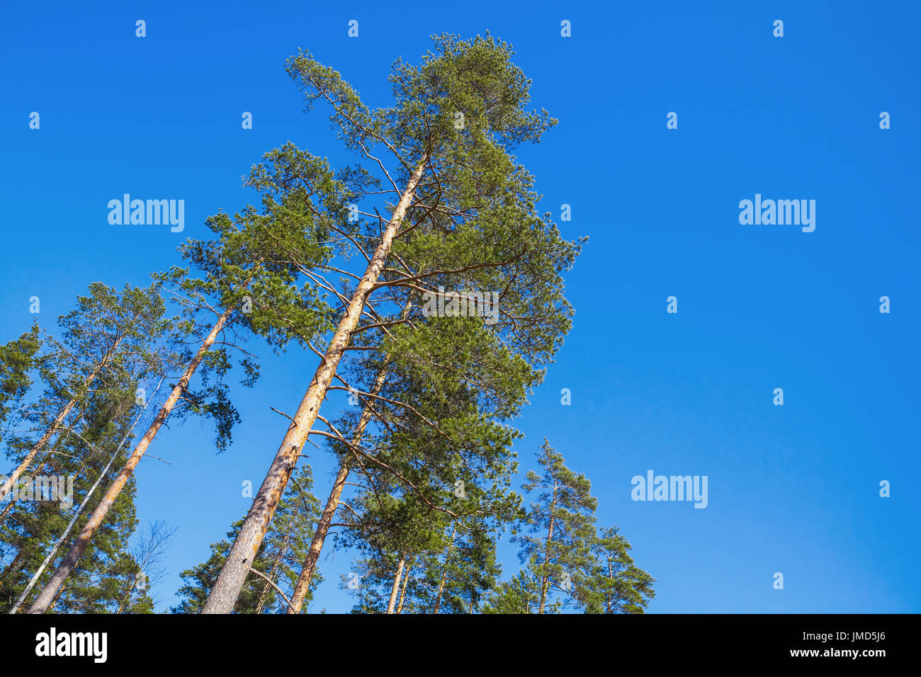 Alti pini su blu brillante sullo sfondo del cielo. Foresta europea nella giornata di sole Foto Stock