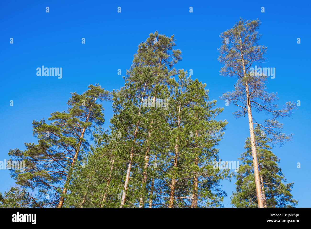 Alberi di pino su blu brillante sullo sfondo del cielo. Foresta europea nella giornata di sole Foto Stock