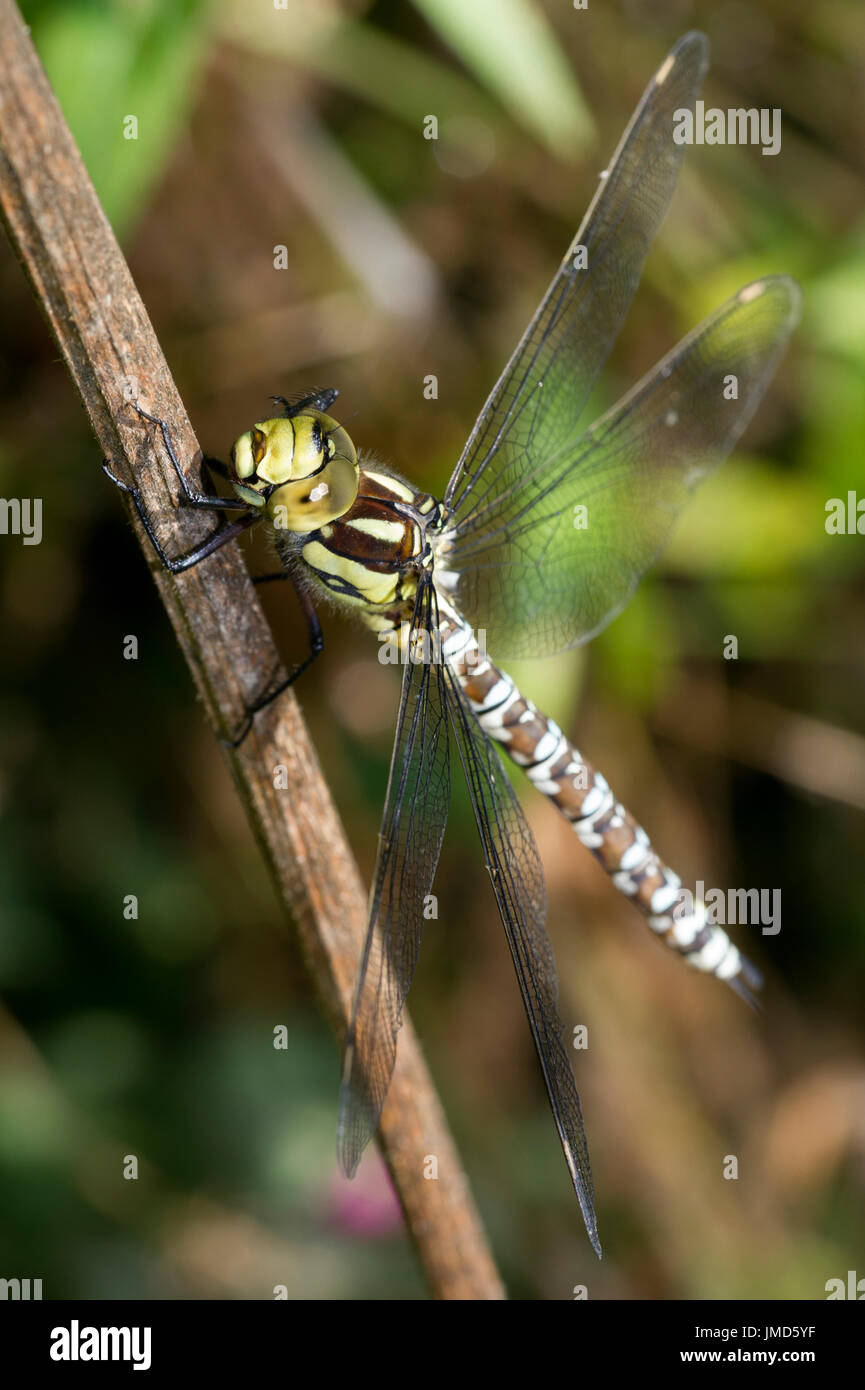 Un Hawker Meridionale (Aeshna cyanea) Dragonfly asciugando fuori dopo un temporale estivo in Oriente campagna dello Yorkshire Foto Stock