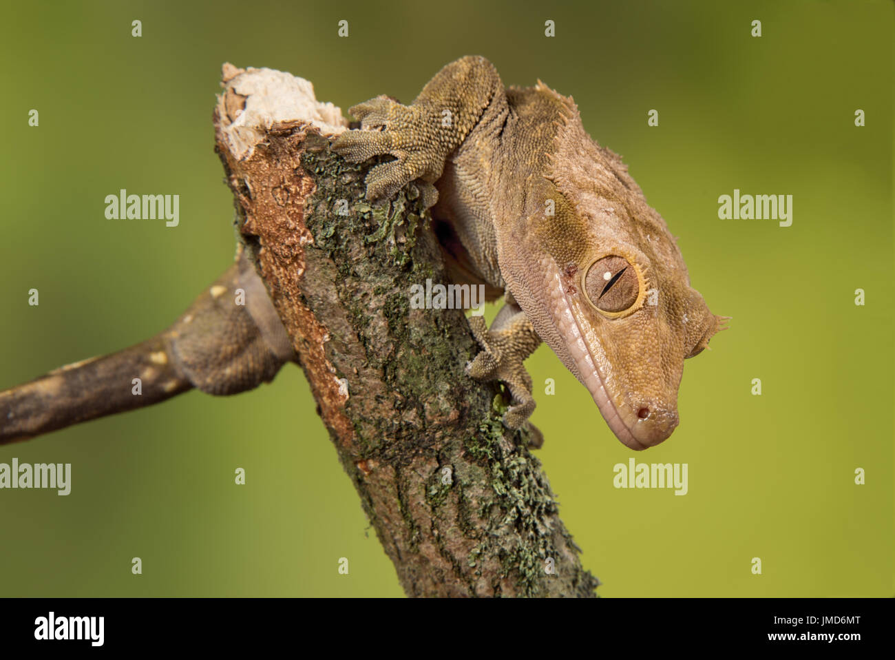 Molto vicino fotografia di un curioso crested gecko su un ramo rivolto verso il basso Foto Stock