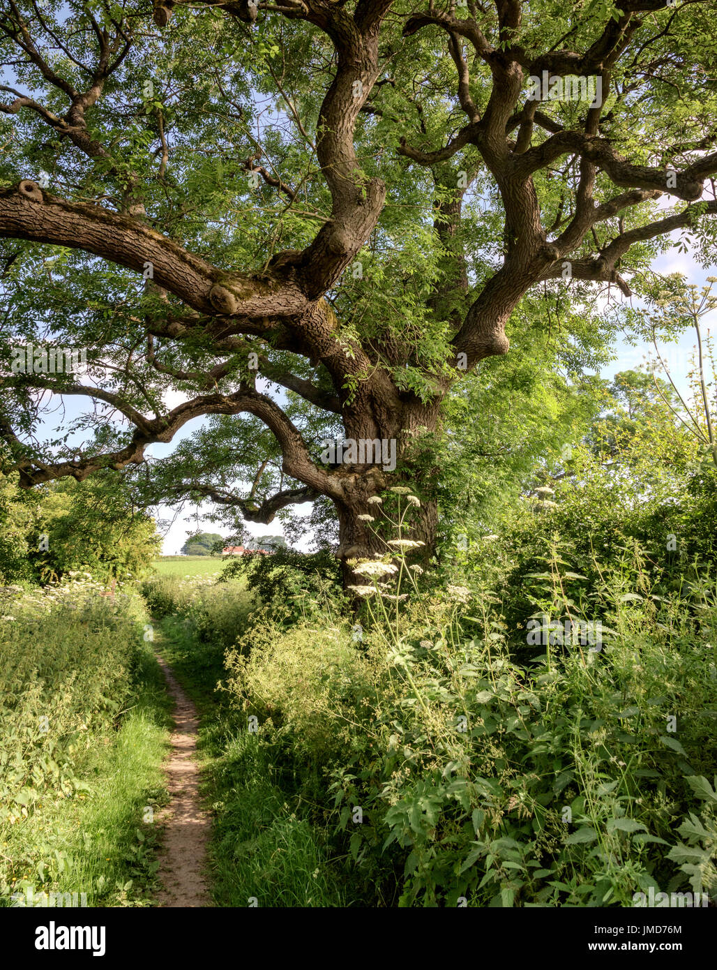 Il 'grande quercia' albero nella Manor Vale boschi, Kirkbymoorside Foto Stock