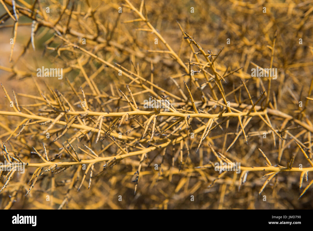 Macchia mediterranea, radica thorn vivono nel deserto arido Foto Stock