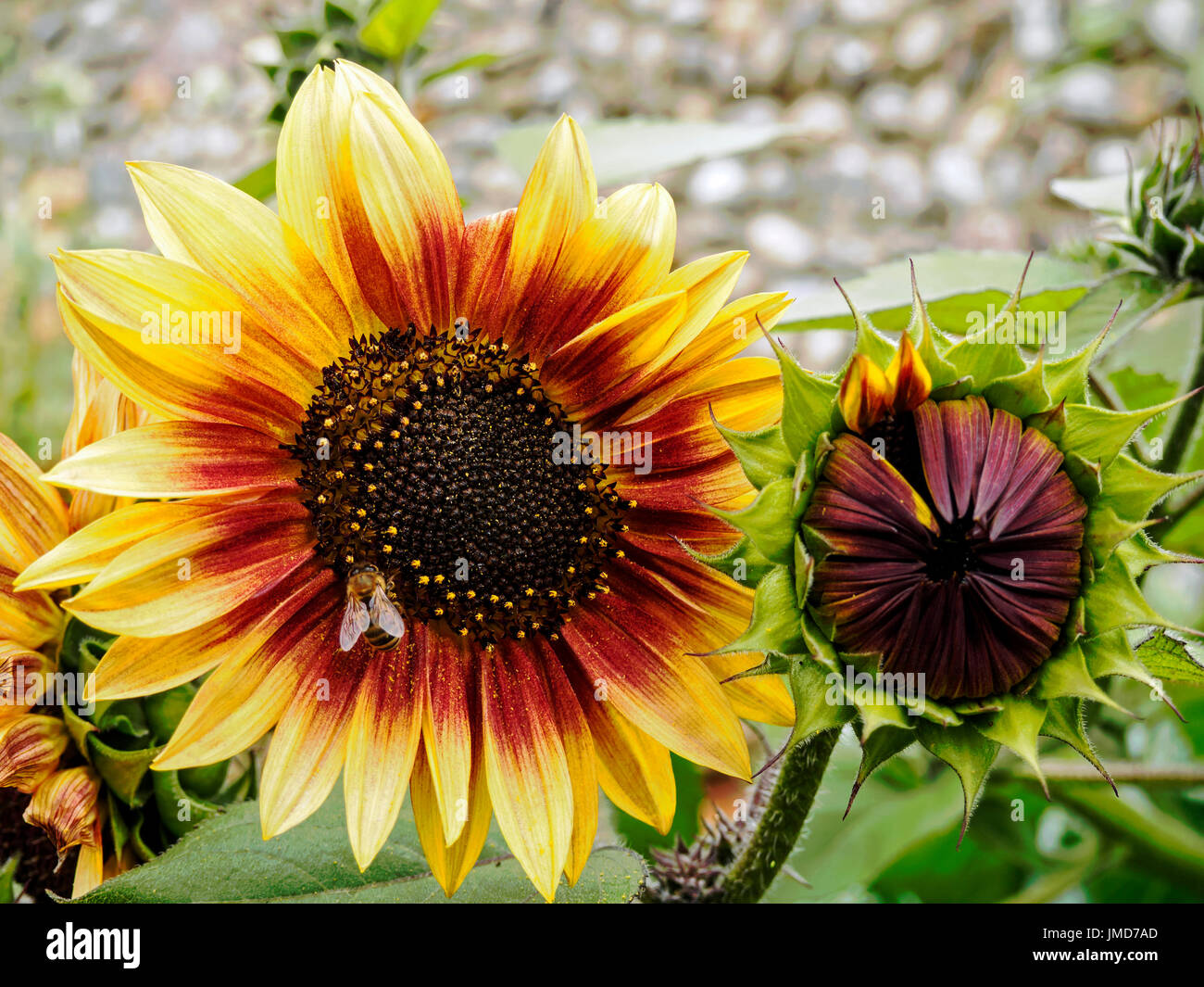 Fiori e bocciolo di girasole Helios fiamma, un ibrido F1 di Helianthus annuus. Foto Stock