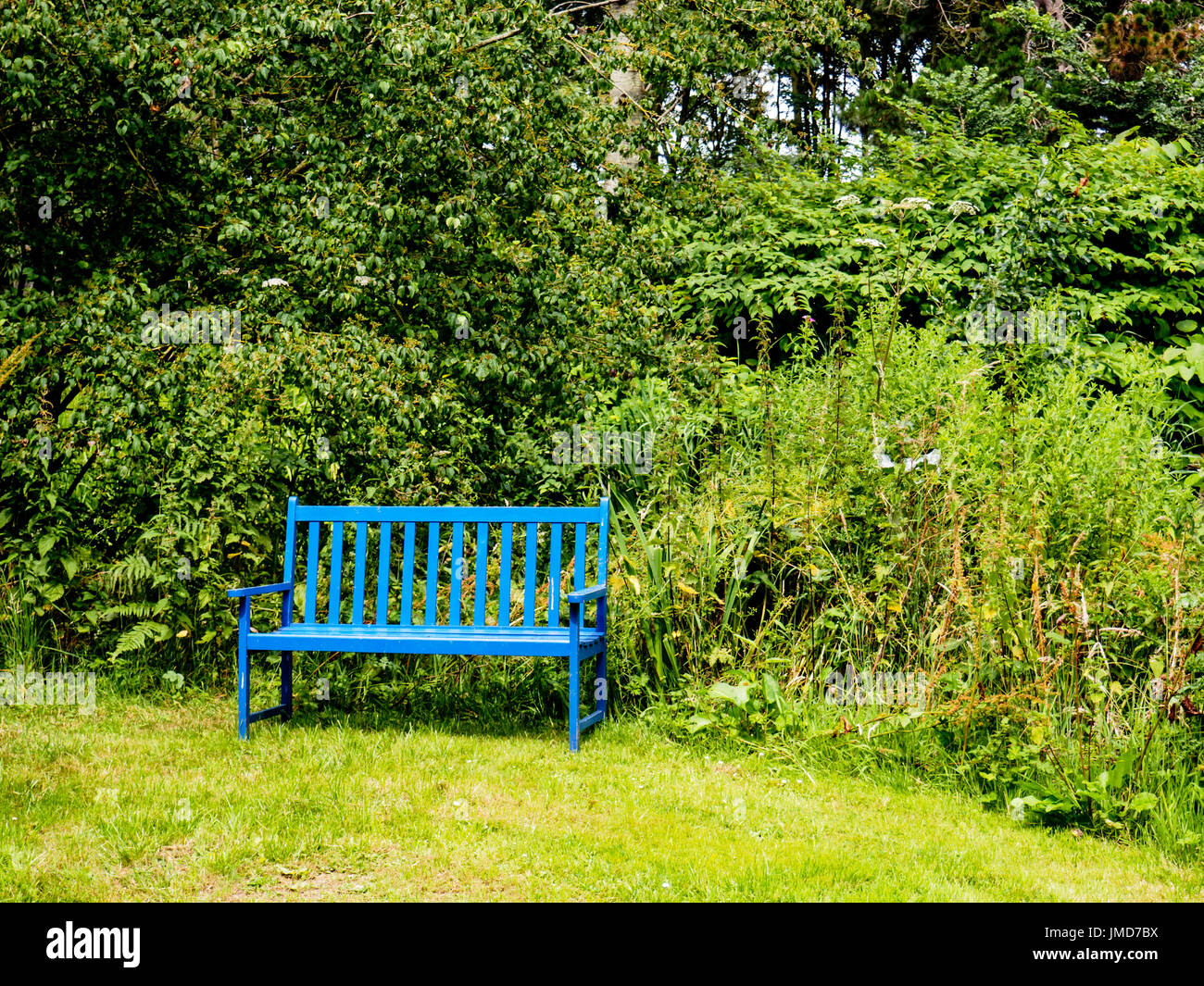Un blu brillante panchina contrasta con il verde brillante di arbusti e piante in un grande giardino rustico. Foto Stock