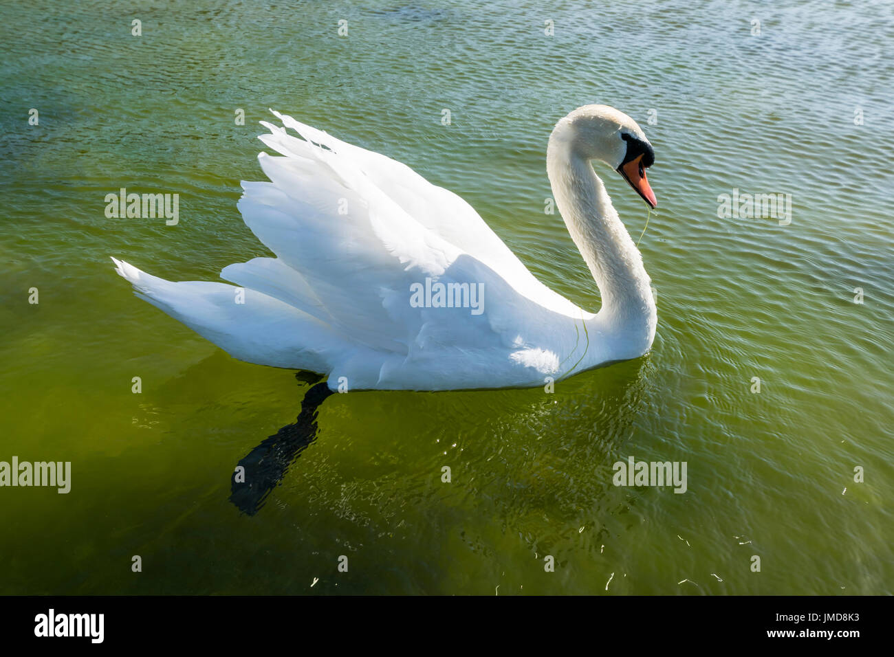 Cigno Sygnus olor sul lago in barca a Manchester Foto Stock