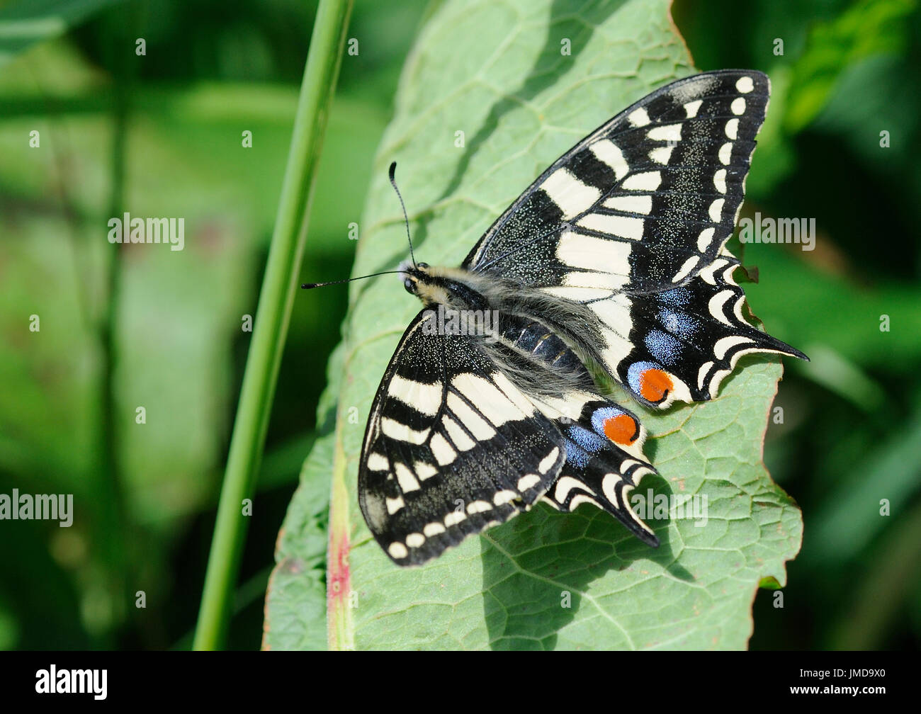 Una coda di rondine butterfly ( Papilio machaon ) a riposo sulla vegetazione bassa Foto Stock
