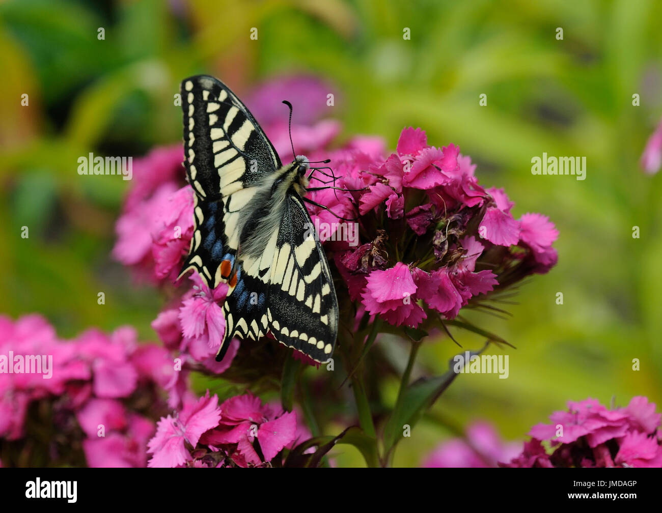 Una coda di rondine butterfly ( Papilio machaon ) nectaring su fiori da giardino Foto Stock