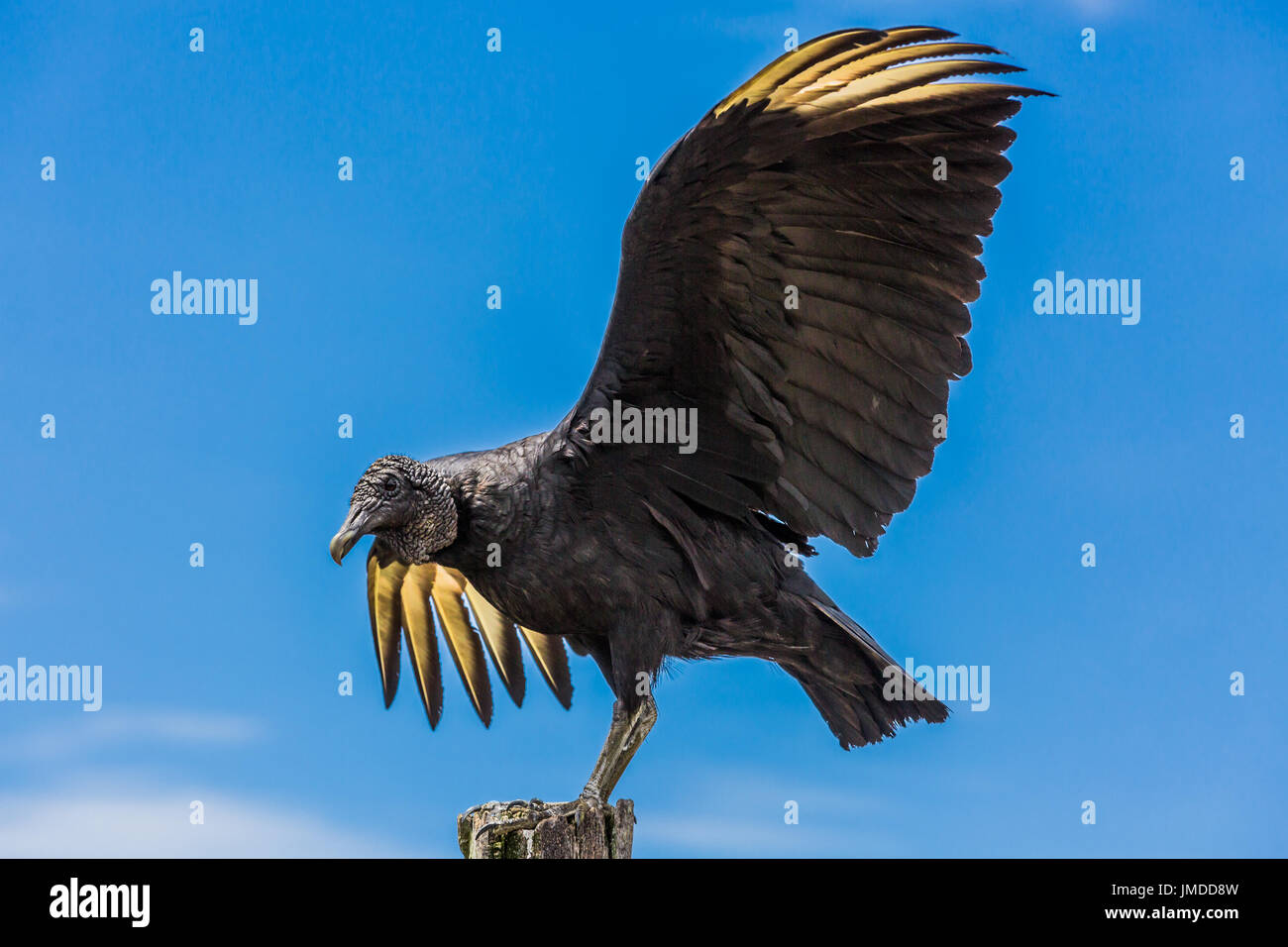 Giovani blak andina condor vicino a Villa de Leyva Boyaca in Colombia Sud America Foto Stock