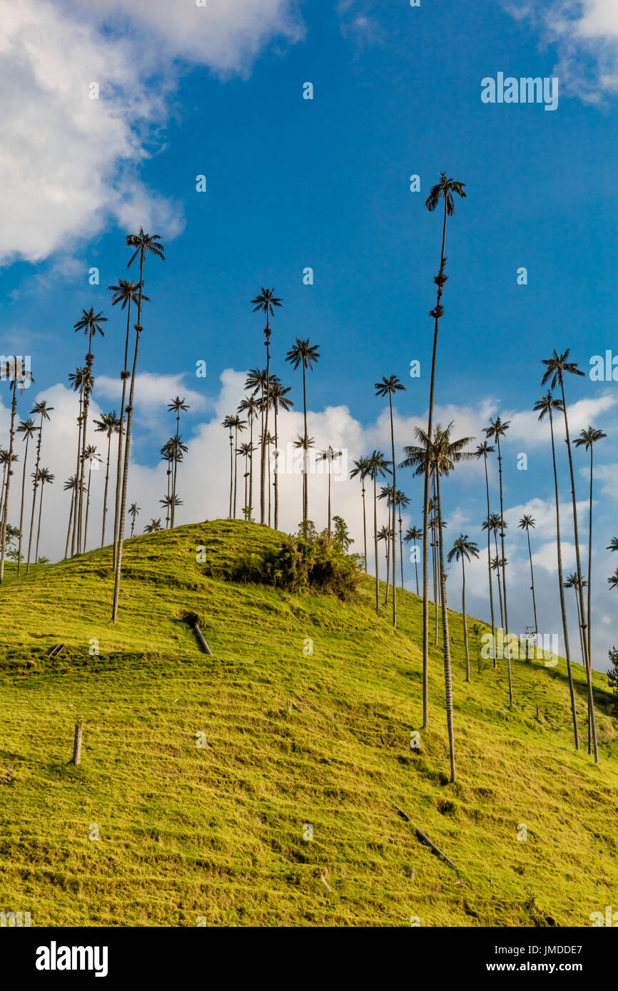 El Bosque de Las Palmas paesaggi di palme in Valle Cocora vicino Salento Quindio in Colombia Sud America Foto Stock