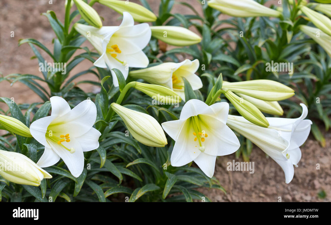 Gigli di Pasqua 'Lilium longiflorum' allevamento, fioritura gigli di Pasqua crescente sul cool California North Coast. Foto Stock