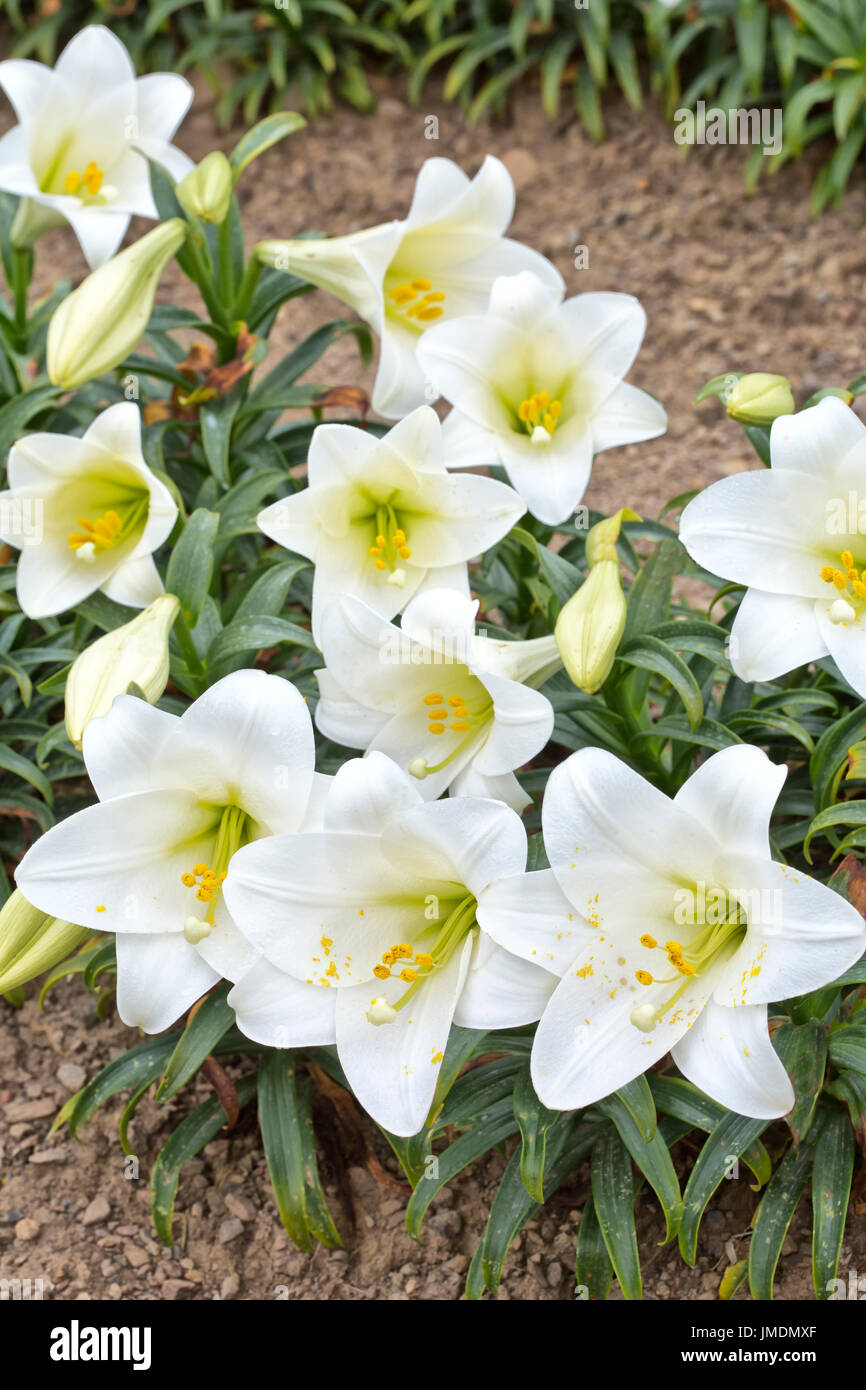 Gigli di Pasqua 'Lilium longiflorum' allevamento, fioritura gigli di Pasqua crescente sul cool California North Coast. Foto Stock