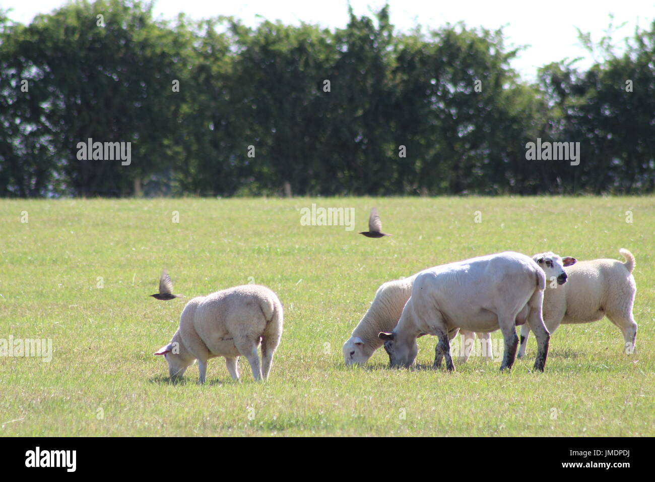Croce di Texel le pecore e gli agnelli di erba Foto Stock