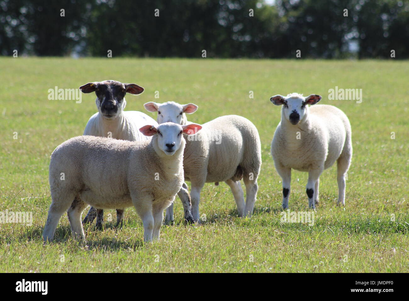 Croce di Texel le pecore e gli agnelli di erba Foto Stock