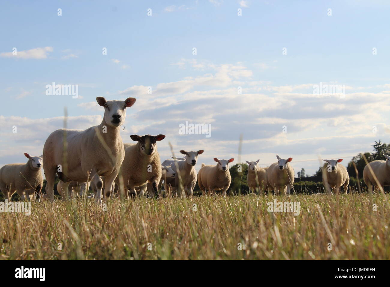 Il grasso di agnelli al sole Foto Stock