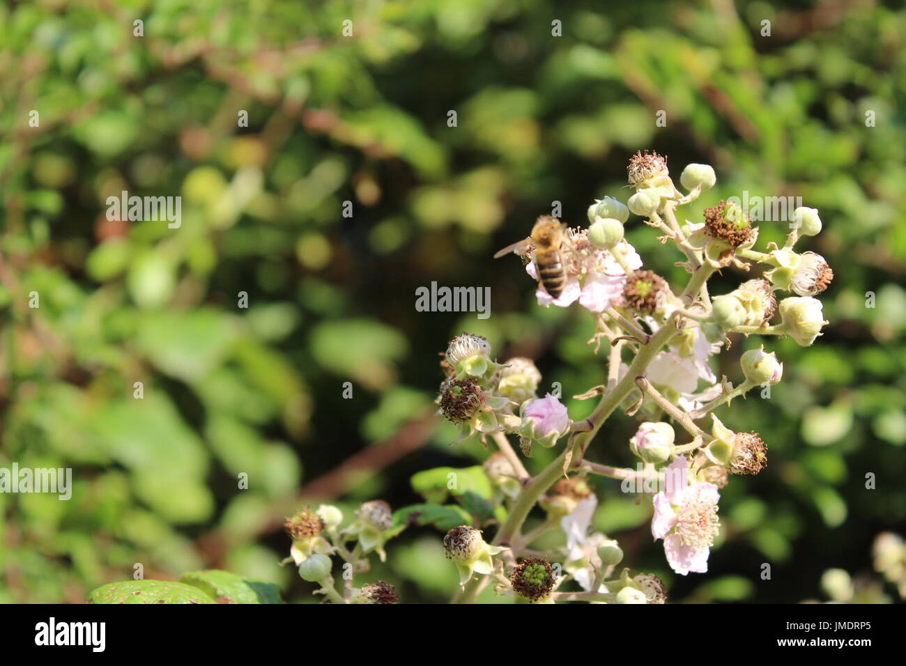 Api mellifere su blackberry bush blossom Foto Stock