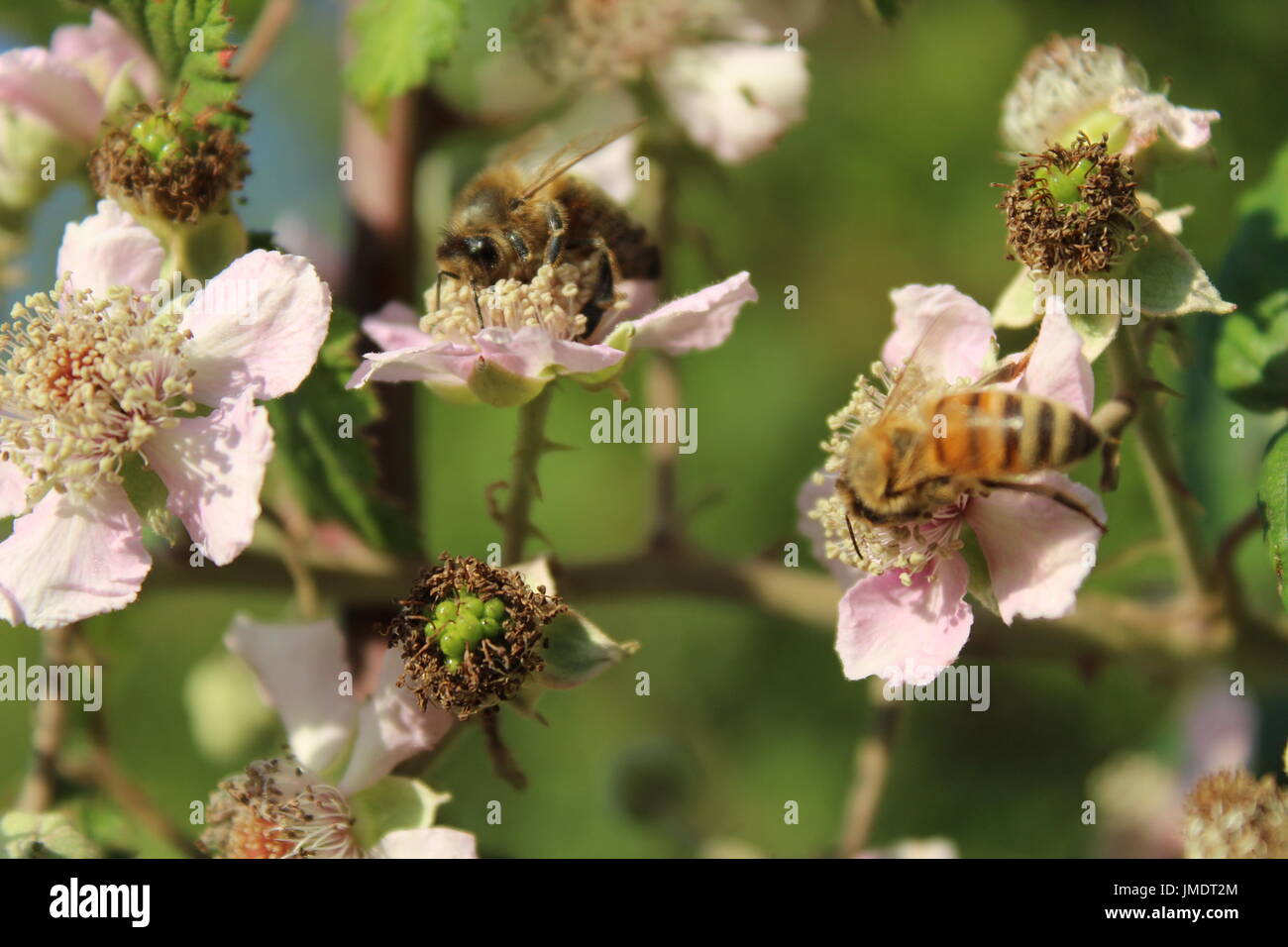 Api mellifere su blackberry bush blossom Foto Stock