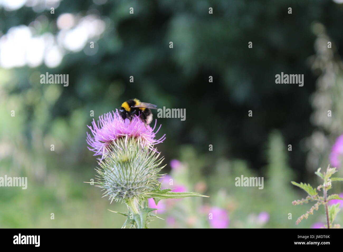 Bumble Bee su thistle Foto Stock