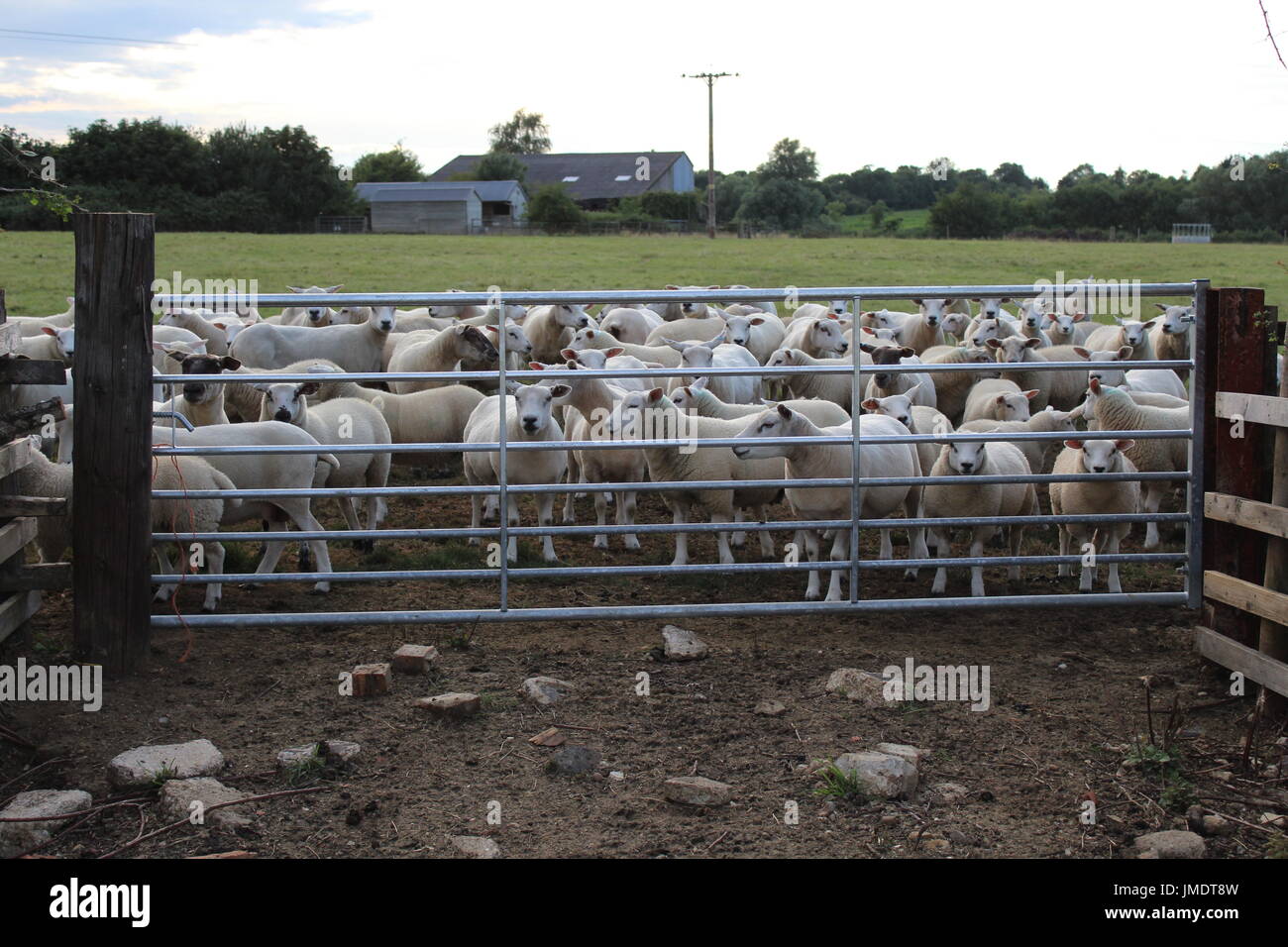 Pecore al cancello Foto Stock