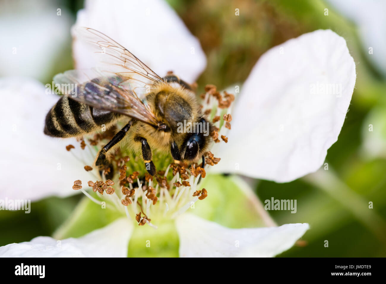 La Comunità europea bee impollinatori bianco un piccolo fiore in primavera prato. Macro shot con scuro dello sfondo sfocato. Foto Stock