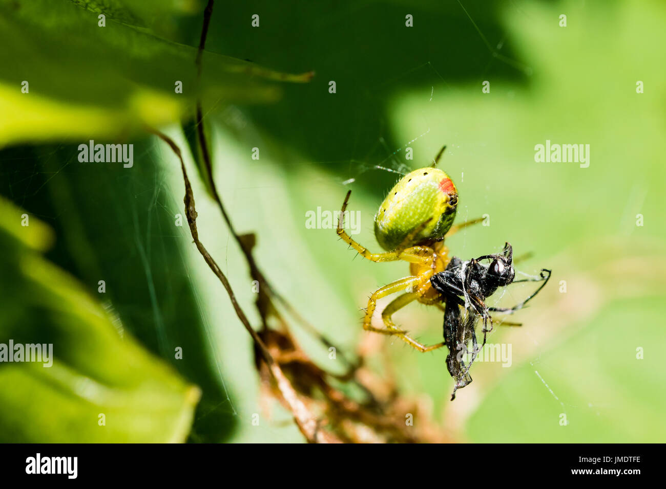 Un piccolo verde spider (Cucumber green spider - Araniella cucurbitina) mangiare piccolo insetto catturato nel web. Foto Stock
