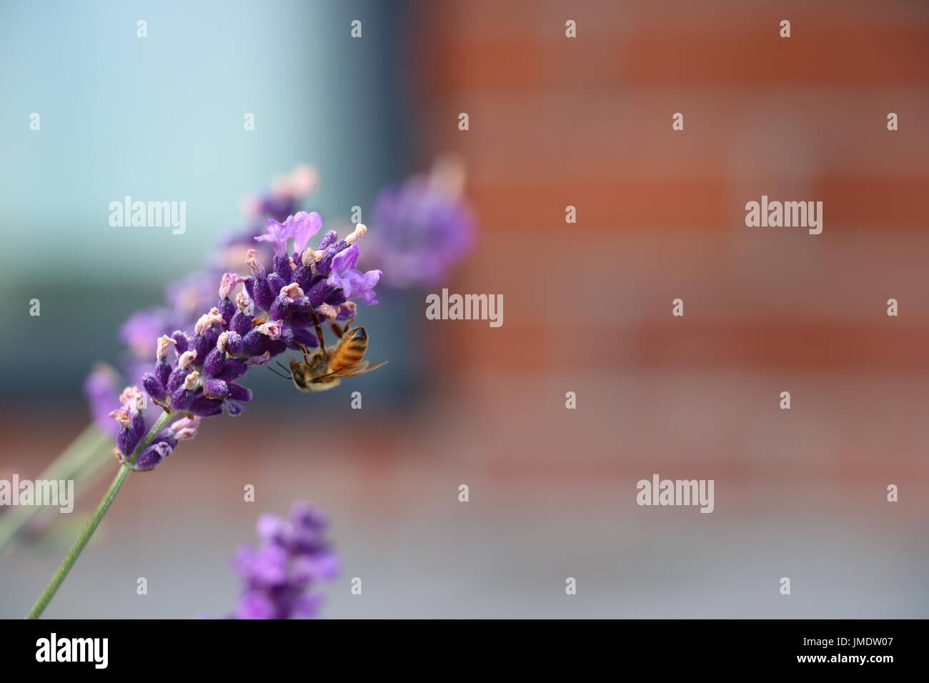 Bee raccogliendo il polline sulle piante di lavanda Foto Stock