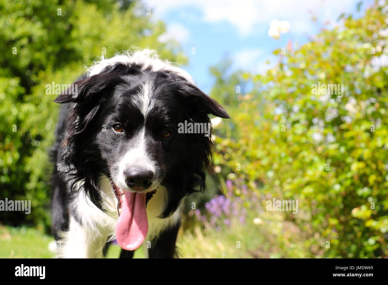 Border Collie nel giardino estivo Foto Stock