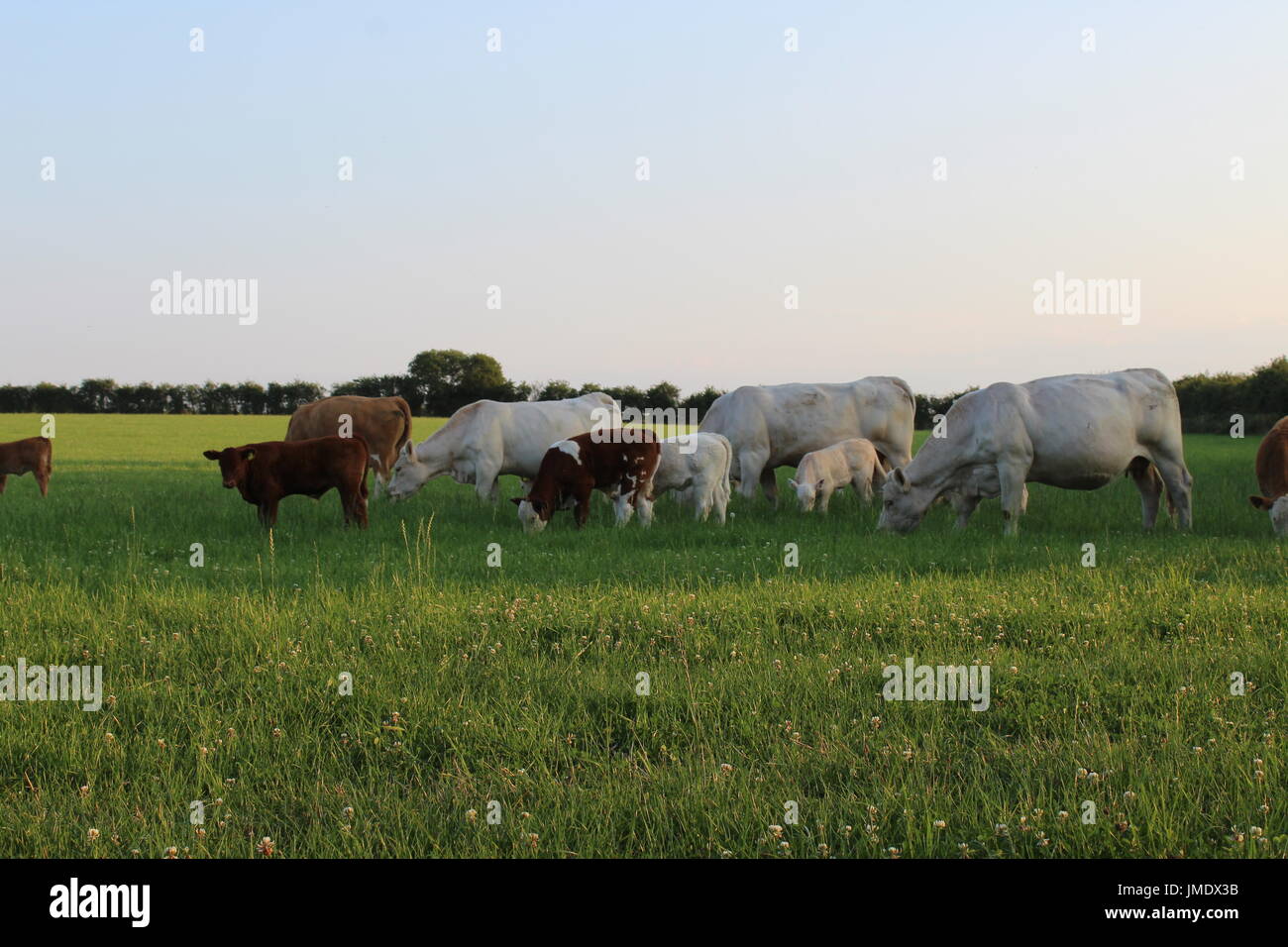 Vacche e vitelli al pascolo Foto Stock