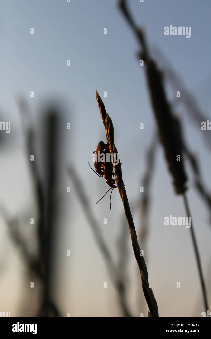 Il Cardinale beetle coniugata Foto Stock