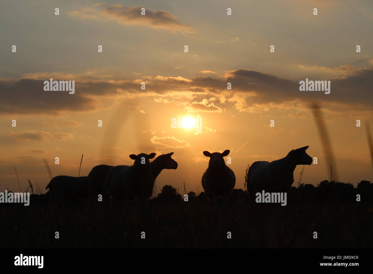 pecore al tramonto Foto Stock