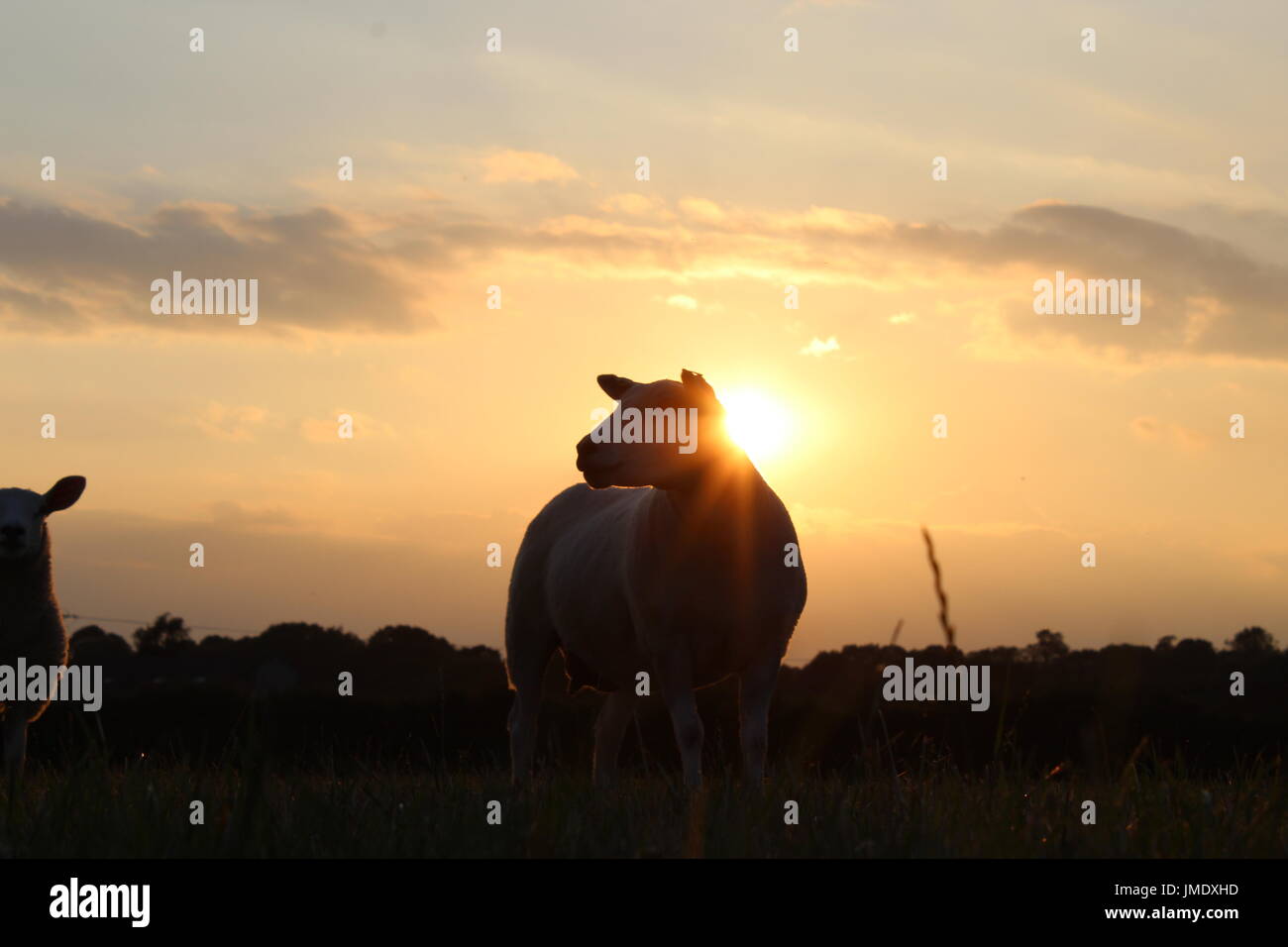 pecore al tramonto Foto Stock