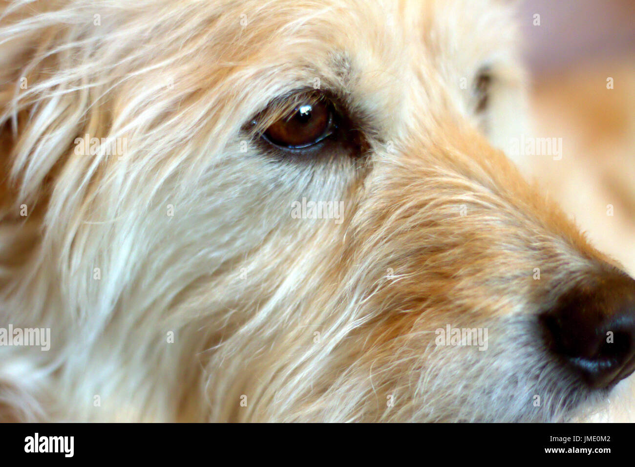 Dettaglio di un cane Goldendoodle con gli occhi e il viso in profilo. Foto Stock