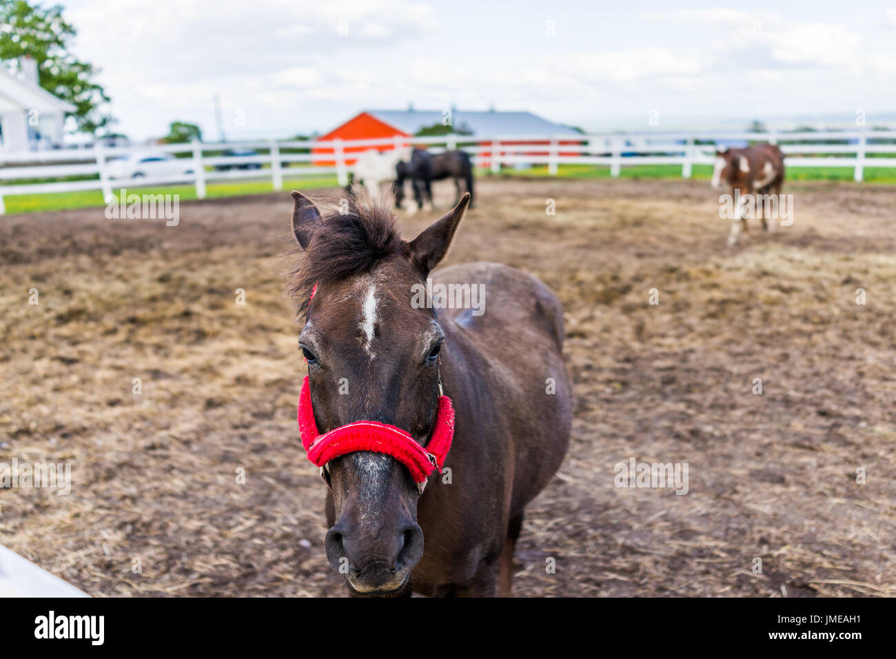 Vista dettagliata del cavallo con cavo rosso nel paddock con recinto bianco in una fattoria in terriccio bruno paesaggio Foto Stock