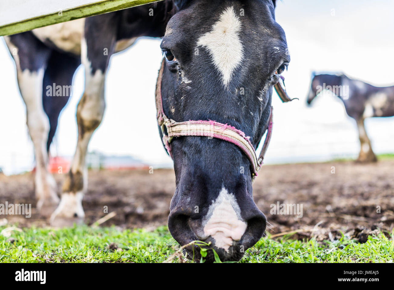Vista dettagliata del bianco e nero faccia del cavallo bianco dal recinto nel paddock di pascolare su erba Foto Stock