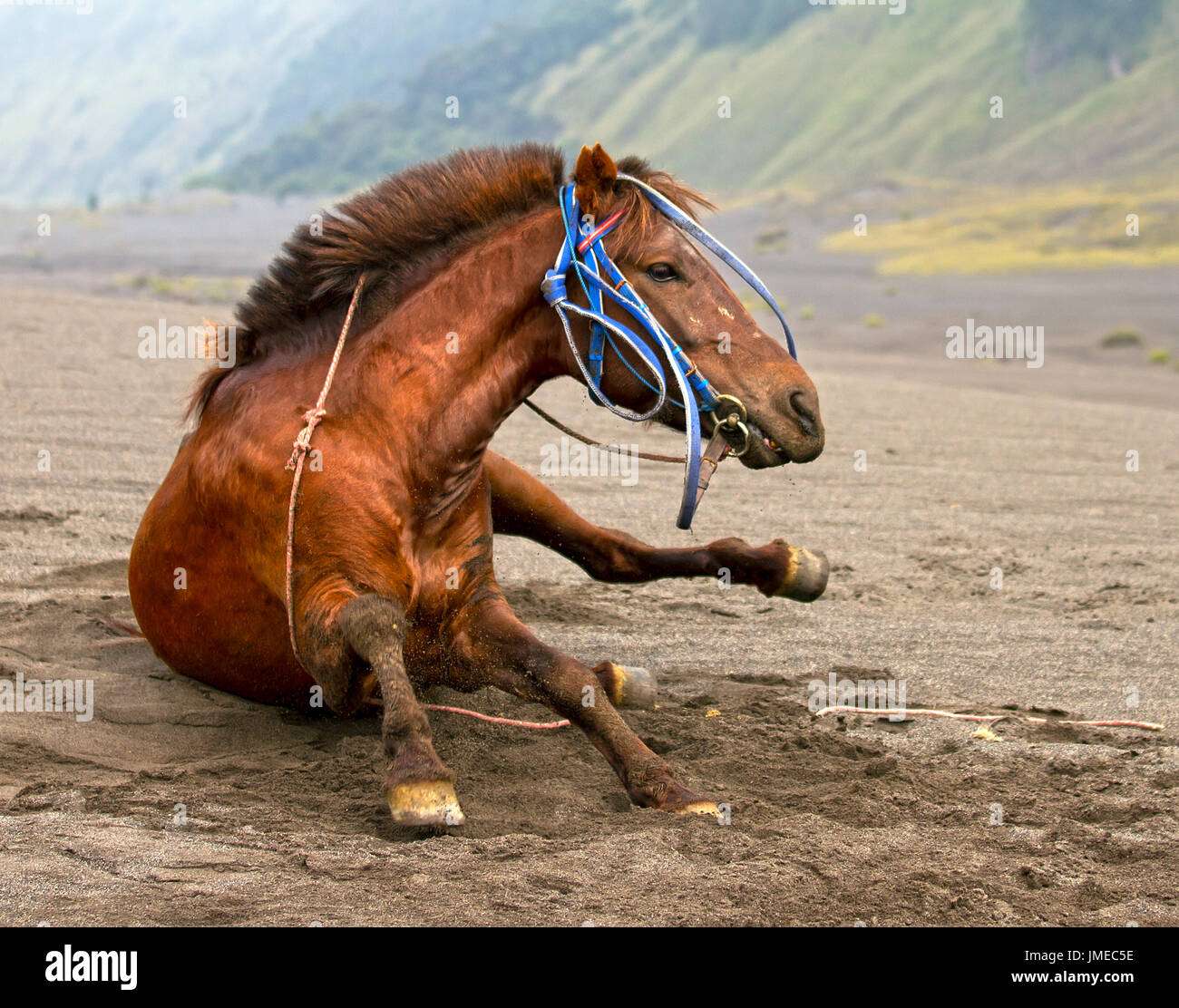 I cavalli ai piedi delle colline del Monte Bromo in Java Orientale, Indonesia. Foto Stock