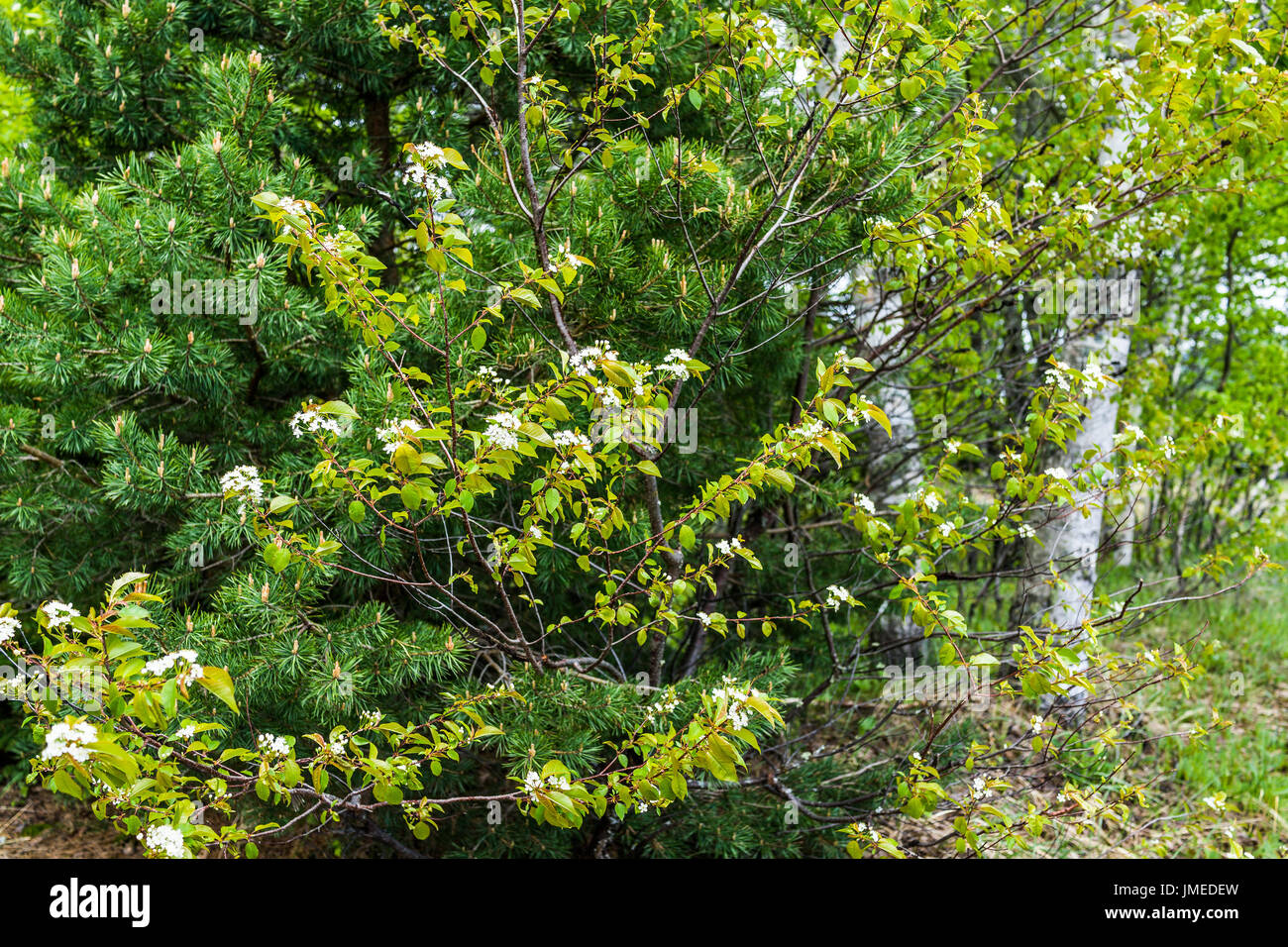 Pino e bosco di betulle, dalla spiaggia shore con wild Cherry Tree e fiori bianchi in Baie-Saint-Paul in Quebec, Canada Foto Stock