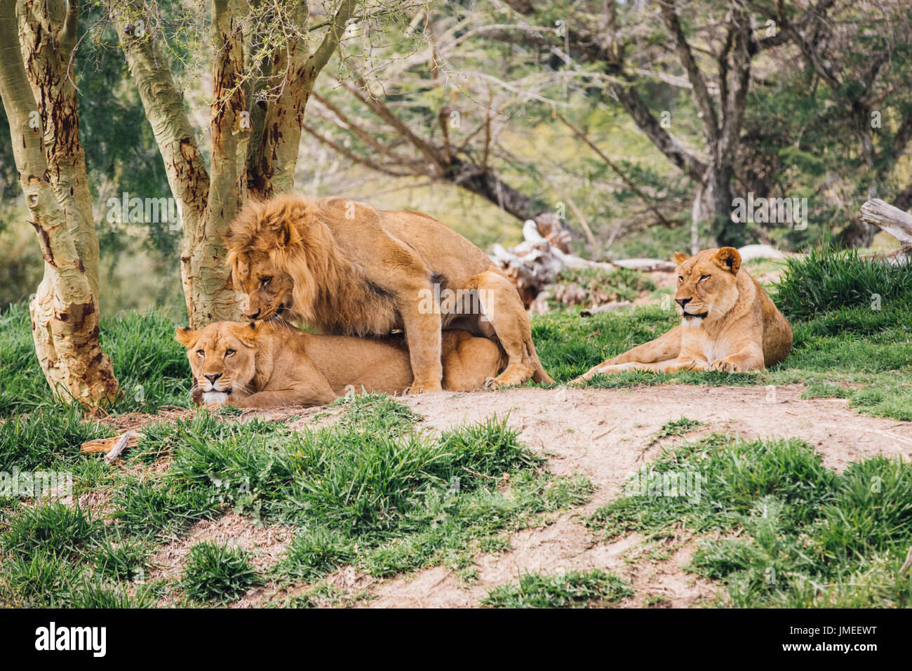 Animale in San Diego Foto Stock
