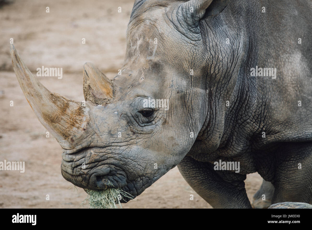 Animale in San Diego Foto Stock