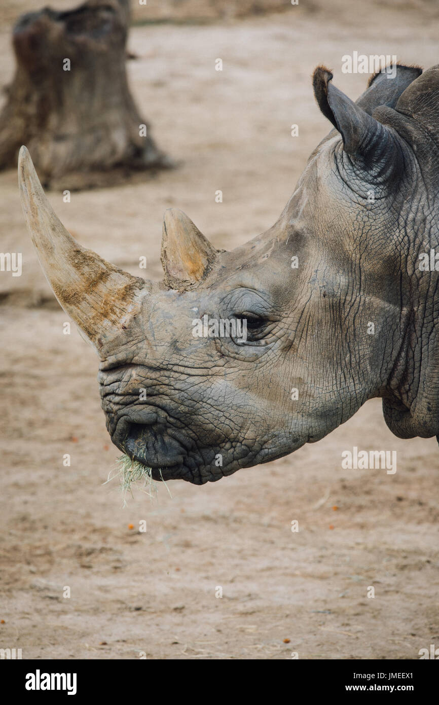 Animale in San Diego Foto Stock