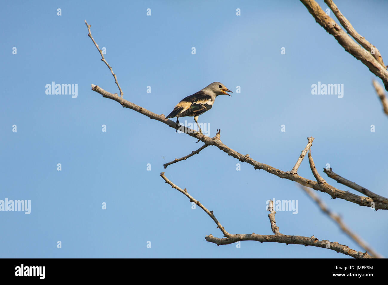 Viola-backed Starling seduto su un ramo in foresta Foto Stock