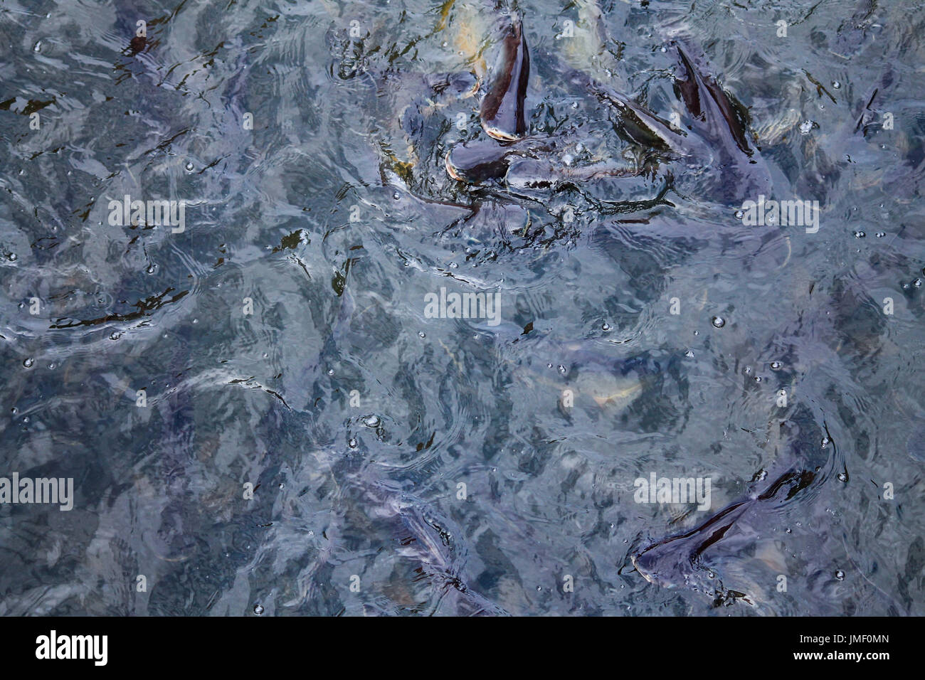Frenesia di pesci Foto Stock