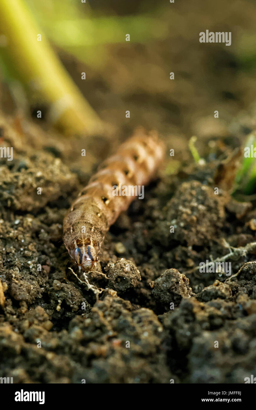 Caterpillar di grande giallo underwing (Noctua pronuba) scendendo da peonia stelo. Foto Stock